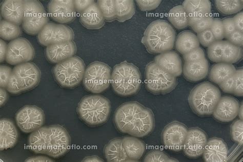 寒天培地上に生育した枯草菌（納豆菌）の写真素材 [174372335] - イメージマート