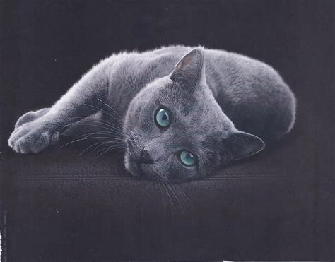 sheba cat food