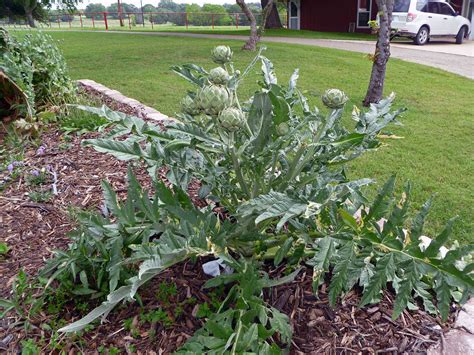 Artichoke plant | Garden | Pinterest | Artichoke Plants, Artichokes and ...