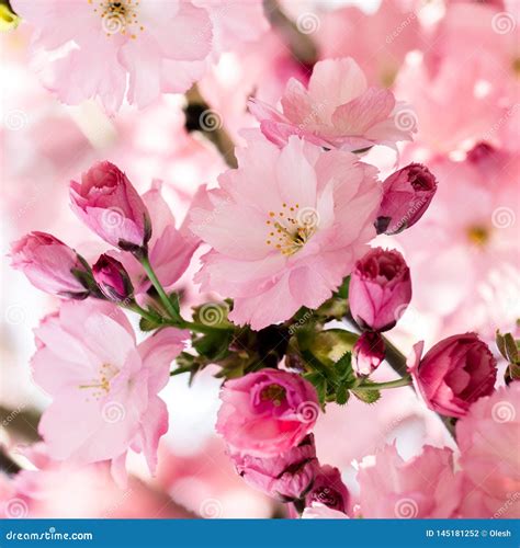 Japanese Pink Cherry Blossom And Petals Stock Photography ...