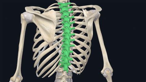 Middle Back 的图像结果