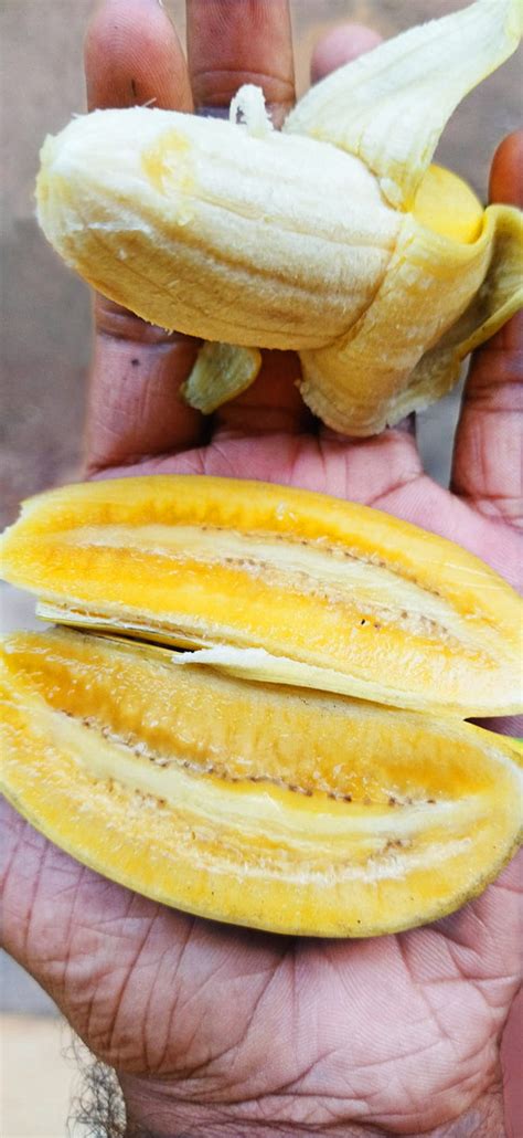 Pisang Berlin Banana (Musa acuminata) – veliyathgardens