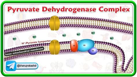 Image result for Pyruvate Dehydrogenase Complex PDHA1