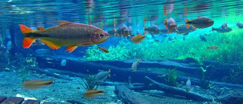 Bonito, Brasilien - Reise-Tipps für einen spannenden Urlaub