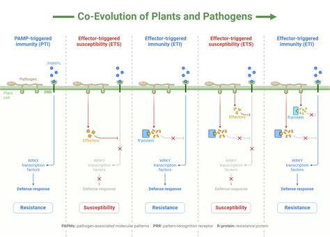 Co-Evolution of Plants and Pathogens | BioRender Science Templates