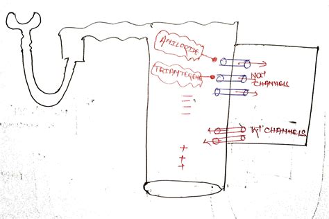 DRUGS USED ON URINARY SYSTEM (BSc. NURSING)