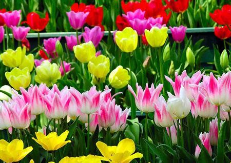 Image result for Regular Pattern Layout