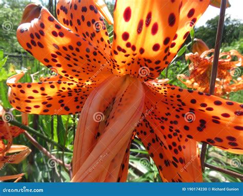 Spotted Orange Tiger Lily Flower in Summer in July Stock Photo - Image ...