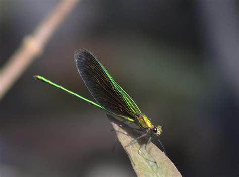 There is a very good diversity of Butterflies in Rajaji National Park ...
