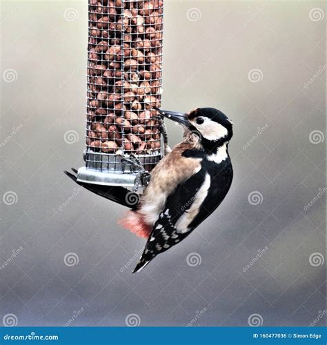 A View of a Greater Spotted Woodpecker on a Bird Feeder Stock Photo ...