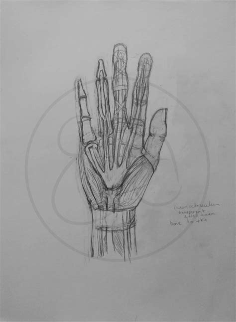 Image result for Hand Dissection