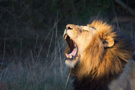 Lions could prevent their prey from adapting to increasing heat, study says