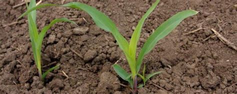 如何正确理解玉米种子发芽率|发芽率|幼苗|玉米_新浪新闻