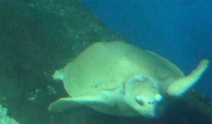 Image result for Albino Sea Turtle