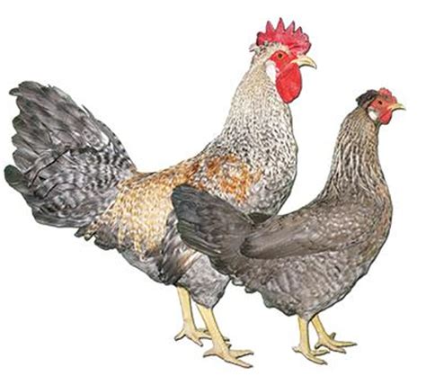 Cream Legbar Chicks for Sale | Stromberg's