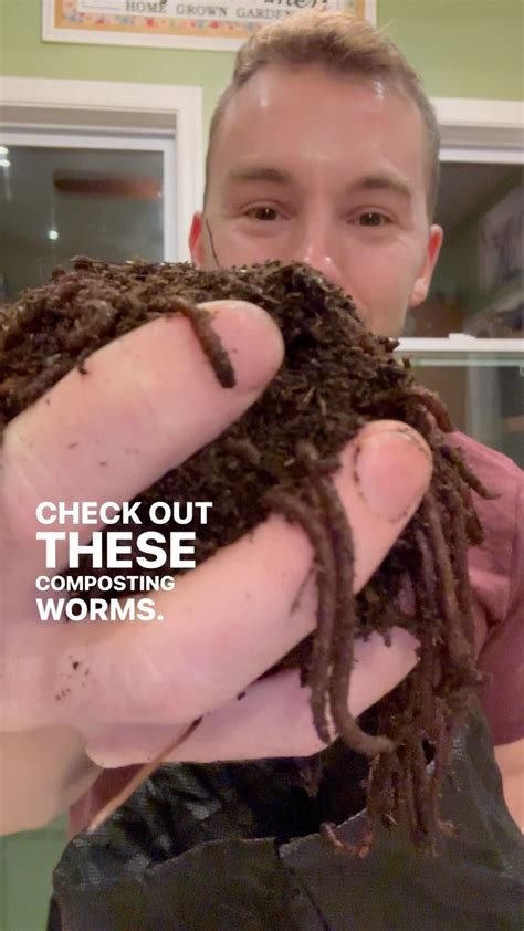 Image result for Worm Composting Tips