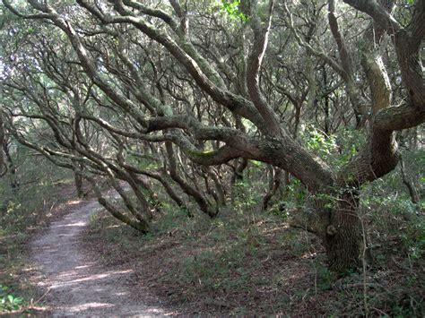 Fort Macon State Park › North Carolina Science Trail