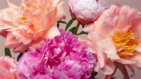 Peony season - When is peony season and how long does it last around ...