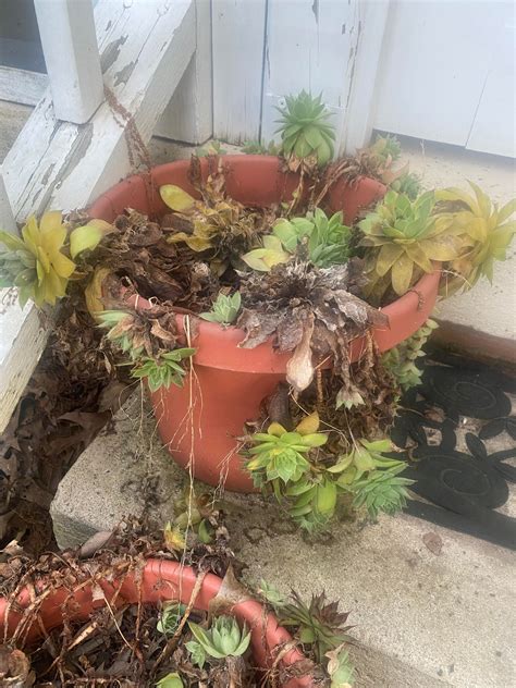 My moms hens and biddies need help. I don't know how to save them ...