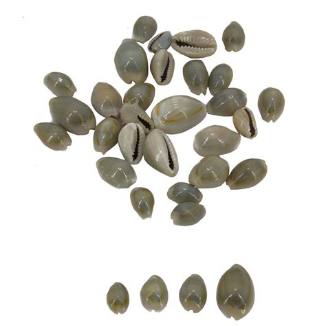 Sea Shells – Aumni Crafts