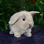 Image result for Cute White Bunny Outside
