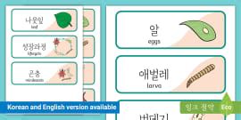 Ladybug Life Cycle Word Cards (teacher made) - Twinkl