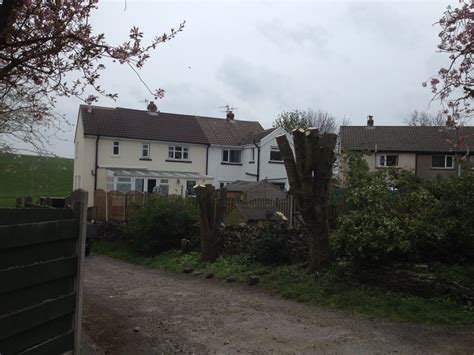 Image result for Pollarding