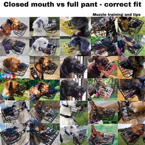 Understanding Dog Body Language