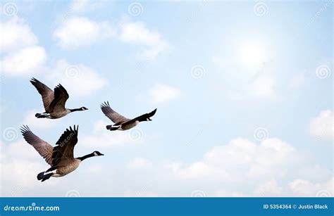 Flock of Geese stock photo. Image of nature, holland, black - 5354364