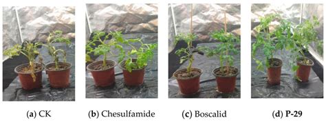 Exploding Tomato Experiment 的图像结果