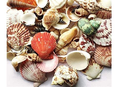 Image result for Shells Do It Yourself