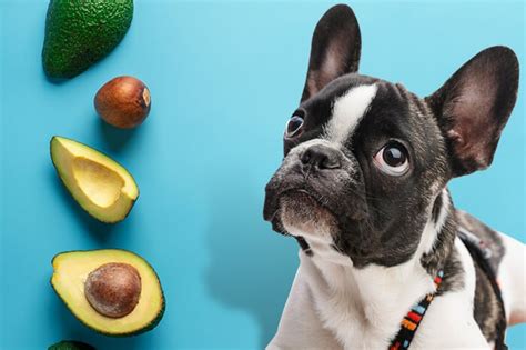 Are Avocados Good For Dogs To Eat