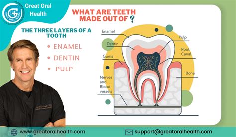 Are your Teeth Bones | Teeth vs Bone – GREAT ORAL HEALTH