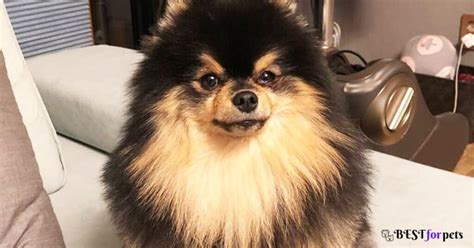 Yeontan Breed Price In India