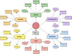 How to Use Mind Maps for Class 10? PDF Download