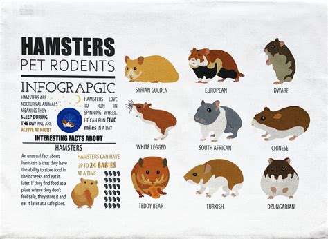 Breeds Of Hamsters at Brock Foletta blog