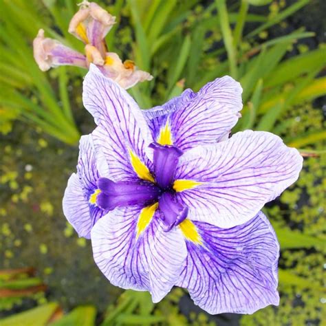 Japan Iris: Hanashobu, Ayame, Kakitsubata and where to see them