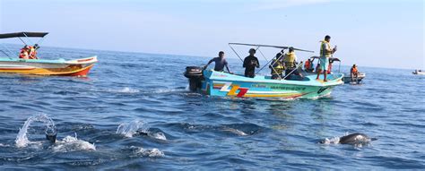 Dolphin Watching in Kalpitiya : Whale Watching in Kalpitiya : Dolphin ...