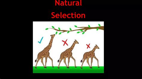 Descent with Modifications.pptx