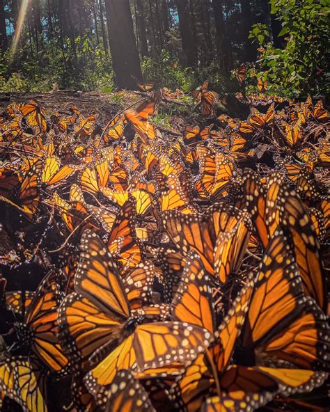Monarch Butterfly Migration The Great Monarch Butterfly Migration! DYK