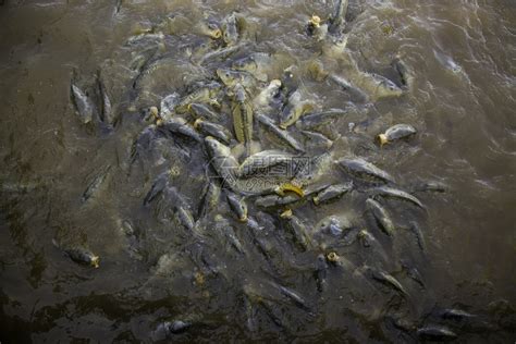自然许多鱼吃野生河类捕许多吃蛇头争夺高清图片下载-正版图片307852767-摄图网