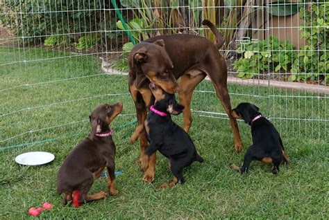 Red Doberman Puppies
