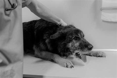 5 Vital Steps to Take When Your Dog is Vomiting