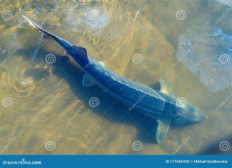 The Sturgeon Big Fish in River Water. this Fish is a Source for Caviar ...