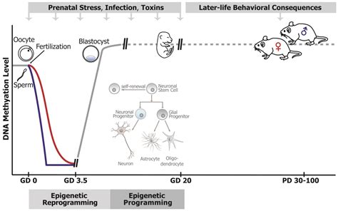 The Epigenetic Link between Prenatal Adverse Environments and ...
