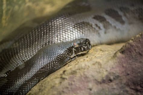 Image result for Black Demon Python