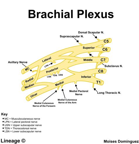 Brachial Plexus Diagram