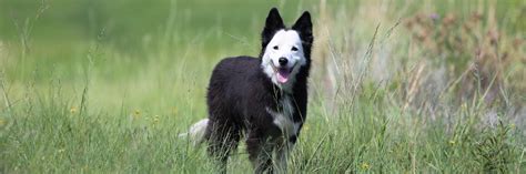 Tracing the Trade - FOUR PAWS International - Animal Welfare Organisation