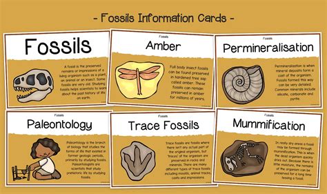 Image result for How Fossils Are Formed Research