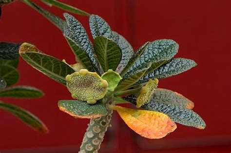 Dorstenia - JungleKey.in Image #50